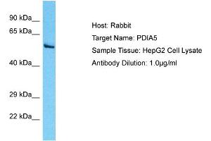 Host: Rabbit Target Name: PDIA5 Sample Type: HepG2 Whole Cell lysates Antibody Dilution: 1. (PDIA5 antibody  (N-Term))
