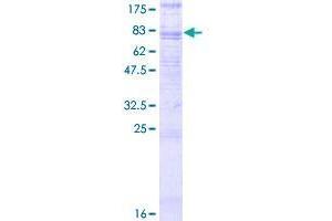 GPR97 Protein (AA 1-549) (GST tag)