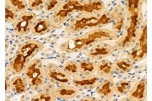 anti-Leucine-Rich Repeat Containing G Protein-Coupled Receptor 4 (LGR4) (C-Term) antibody
