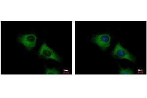 ICC/IF Image SCARA3 antibody [N2C2], Internal detects SCARA3 protein at cytoplasm by immunofluorescent analysis. (SCARA3 antibody)