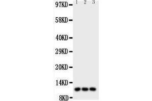 Western Blotting (WB) image for anti-Chemokine (C-C Motif) Ligand 1 (CCL1) (AA 24-96) antibody (ABIN3043738) (CCL1 antibody  (AA 24-96))