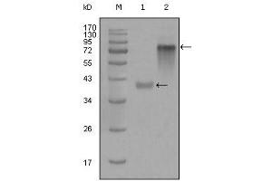 Western blot analysis using anti-KRT19 monoclonal antibody against truncated KRT19-His recombinant protein (1) and full-length KRT19(aa1-400)-hIgGFc transfected CHO-K1 cell lysate(2). (Cytokeratin 19 antibody)