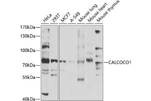 Western blot analysis of extracts of various cell lines, using C antibody (ABIN6130030, ABIN6137858, ABIN6137859 and ABIN6224002) at 1:1000 dilution. (CALCOCO1 antibody  (AA 462-691))