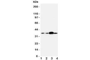 Western blot testing of APEX1 antibody and human samples 1:  U87;  2: A549;  3: SMMC-7721;  4: HeLa cell lysate. (APEX1 antibody  (Middle Region))