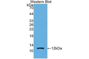 Western Blotting (WB) image for anti-Protein Kinase (CAMP-Dependent, Catalytic) Inhibitor gamma (PKIG) (AA 1-76) antibody (ABIN2116738)