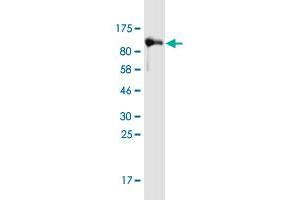 Western Blot detection against Immunogen (105. (LRRN1 antibody  (AA 1-716))