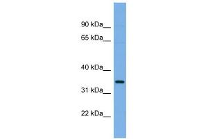 WB Suggested Anti-PLSCR1 Antibody Titration: 0. (PLSCR1 antibody  (N-Term))