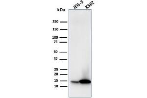 Western Blot Analysis of JEG-3 and K562 cell lysate using Galectin-1 Monospecific Mouse Monoclonal Antibody (GAL1/1831). (LGALS1/Galectin 1 antibody  (AA 12-108))