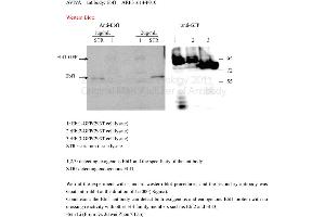 Image no. 1 for anti-Early B-Cell Factor 1 (EBF1) (N-Term) antibody (ABIN2777379)