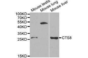 Western blot analysis of extracts of various cell lines, using CST8 antibody. (CST8 antibody  (AA 53-142))