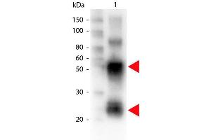 Western Blot of Biotin conjugated Rabbit anti-Swine antibody. (Rabbit anti-Pig IgG (Heavy & Light Chain) Antibody (Biotin) - Preadsorbed)