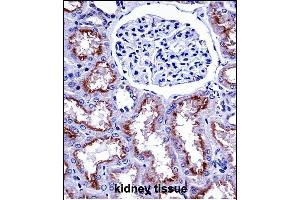 NOX4 Antibody (N-term) ((ABIN657946 and ABIN2846890))immunohistochemistry analysis in formalin fixed and paraffin embedded human kidney tissue followed by peroxidase conjugation of the secondary antibody and DAB staining. (NADPH Oxidase 4 antibody  (N-Term))