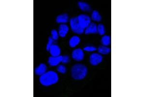 Confocal Immunofluorescent analysis of A431 cells using CF488-labeled Isotype Control MAb (IgG2a) (Green). (EGFR antibody  (Extracellular Domain) (CF®488A))