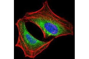 Immunofluorescence analysis of HeLa cells using PIK3R1 mouse mAb (green). (PIK3R1 antibody  (AA 159-388))