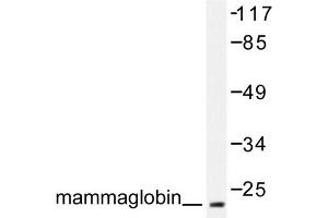 Image no. 1 for anti-Secretoglobin, Family 2A, Member 2 (SCGB2A2) antibody (ABIN271899) (Mammaglobin A antibody)