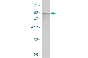 Western Blot detection against Immunogen (70. (Aminoacylase 1 antibody  (AA 1-408))