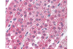 Anti-RCVRN / Recoverin antibody IHC of human adrenal. (Recoverin antibody  (AA 131-180))