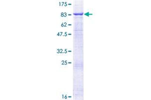 TRAF5 Protein (AA 1-557) (GST tag)