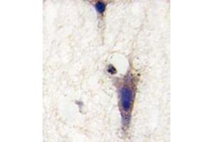 Formalin-fixed and paraffin-embedded human brain tissue reacted with LINGO1 Antibody (N-term) , which was peroxidase-conjugated to the secondary antibody, followed by DAB staining. (LINGO1 antibody  (N-Term))