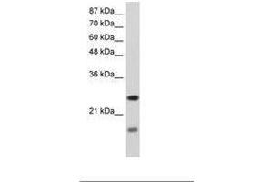 SRP14 antibody  (AA 38-87)