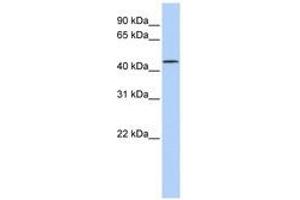 Image no. 1 for anti-Leucine Rich Repeat Containing 28 (LRRC28) (AA 36-85) antibody (ABIN6741158) (LRRC28 antibody  (AA 36-85))