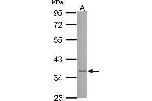 WB Image Sample (30 ug of whole cell lysate) A: 293T 10% SDS PAGE antibody diluted at 1:1000 (JunD antibody  (Center))