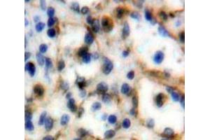 Used in DAB staining on fromalin fixed paraffin-embedded Spleen tissue (SIGLEC5 antibody  (AA 458-551))