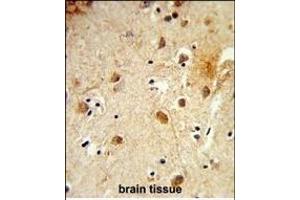 Formalin-fixed and paraffin-embedded human brain tissue reacted with HRIHF Antibody (C-term), which was peroxidase-conjugated to the secondary antibody, followed by DAB staining. (CBY1/PGEA1 antibody  (C-Term))