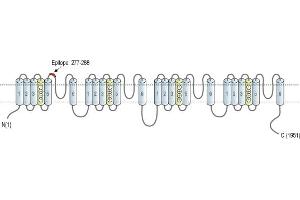 Representative domain view of the target of ABIN7043644.