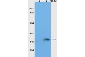 L1 mouse embryo lysates L2 mouse brain lysates probed with Anti Neurotrophin 4/NT-4/NT-5 Polyclonal Antibody, Unconjugated (ABIN725615) at 1:200 overnight at 4 °C. (Neurotrophin 4 antibody  (AA 121-210))