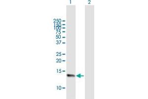 Western Blot analysis of NMS expression in transfected 293T cell line by NMS MaxPab polyclonal antibody. (NMS antibody  (AA 1-153))