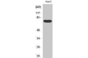 Western Blotting (WB) image for anti-FAST Kinase Domains 3 (FASTKD3) (Internal Region) antibody (ABIN3184599) (FASTKD3 antibody  (Internal Region))