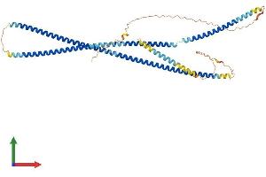 AlphaFold protein structure predicition of Human Recombinant INA Protein, UniprotID Q16352 (INA Protein (AA 1-499) (His tag))