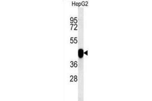 Western Blotting (WB) image for anti-Paraoxonase 2 (PON2) antibody (ABIN3002432)