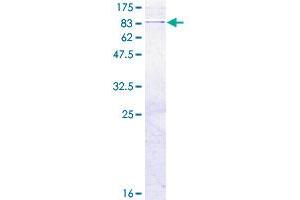 FARS2 Protein (AA 1-451) (GST tag)