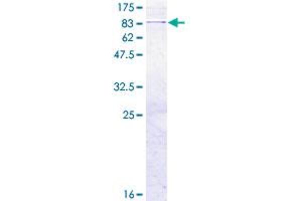 FARS2 Protein (AA 1-451) (GST tag)