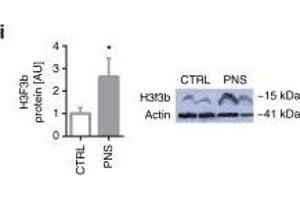 MiR-340 exerts its effects through targeting of GR, Cry2, and H3f3b. (Histone H3.3B antibody  (full length))