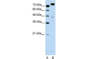 WB Suggested Anti-MCM3 Antibody Titration:  0. (MCM3 antibody  (C-Term))