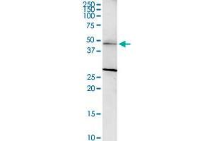 SERPINB1 MaxPab rabbit polyclonal antibody. (SERPINB1 antibody  (AA 1-379))