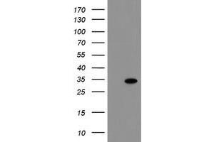Image no. 1 for anti-RNA Binding Protein with Multiple Splicing (RBPMS) antibody (ABIN1500649) (RBPMS antibody)