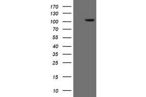 Image no. 1 for anti-Excision Repair Cross-Complementing Rodent Repair Deficiency, Complementation Group 4 (ERCC4) antibody (ABIN1498074) (ERCC4 antibody)