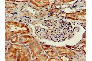 Immunohistochemistry of paraffin-embedded human kidney tissue using ABIN7164288 at dilution of 1:100 (Cathepsin H antibody  (AA 116-219))