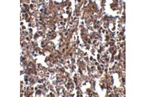 Immunohistochemical staining of mouse spleen tissue with 2.