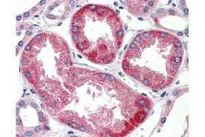 Anti-SURF4 antibody IHC of human kidney. (Surfeit 4 antibody  (N-Term))