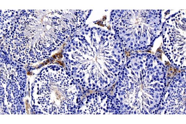 NOTCH2NL antibody  (AA 1-236)