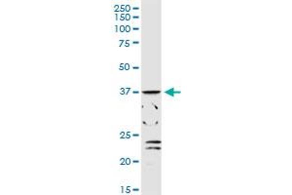 ADH1C antibody  (AA 1-375)