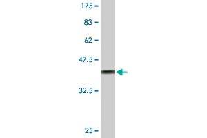 Western Blot detection against Immunogen (36. (HOXB5 antibody  (AA 170-267))