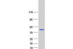 Validation with Western Blot (GAL4 Protein (Myc-DYKDDDDK Tag))