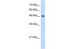 Western Blotting (WB) image for anti-ERGIC and Golgi 3 (ERGIC3) antibody (ABIN2463050) (ERGIC3 antibody)