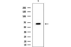 Western blot analysis of lysates from HUVEC cells, using Angiopoietin 2 Mouse Monoclonal Antibody at 1/1000 dilution.